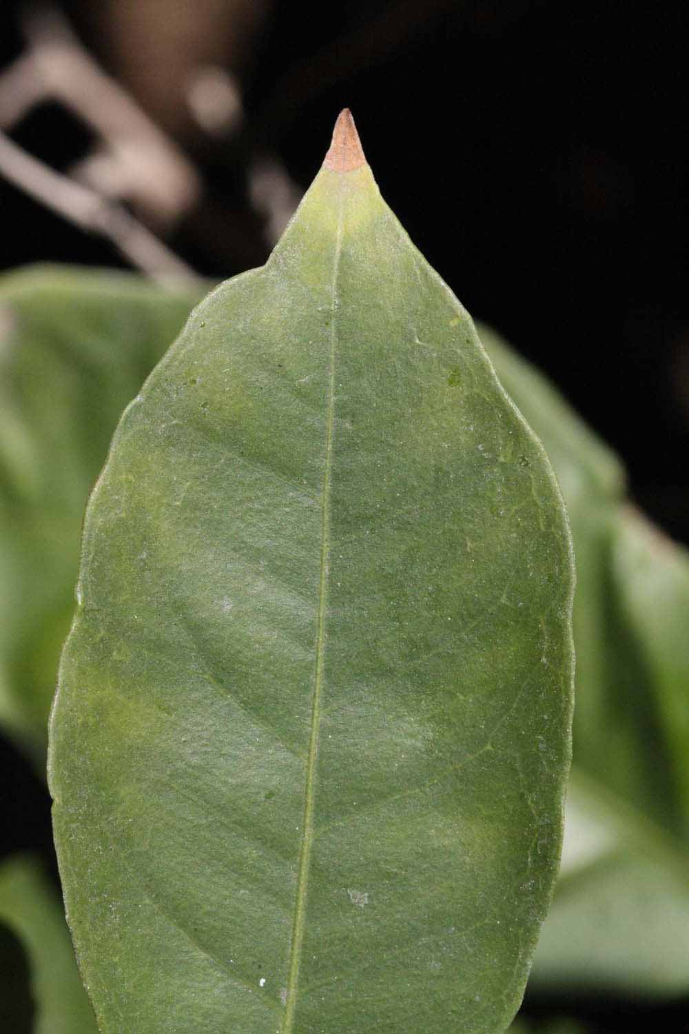              Margin (Riverside, CA)       